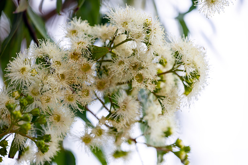 Coast Banksia tree in flower