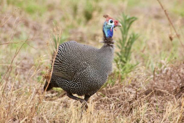istock Guinea fowl Walking 1769254698