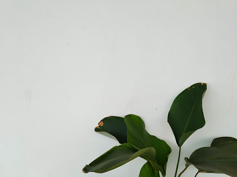 Broad leaves on a white background
