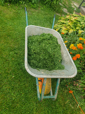 A garden cart with mown grass. To clean the grass in the garden. Hay for livestock on the farm. vertical photo