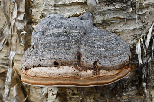 Hoof fungus (Fomes fomentarius) on yellow birch tree trunk in the Connecticut forest. This fungus is named for its resemblance to a horse's hoof. Also called tinder conk. According to Wikipedia, 5,000-year-old Ötzi the Iceman (a mummified body found in the Alps in 1991) carried four pieces of F. fomentarius, presumably for tinder.