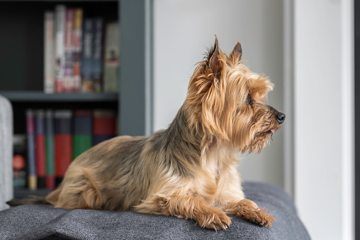 Yorkshire Terrier dog, full body