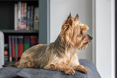Yorkshire Terrier dog, full body