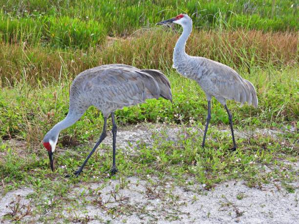 istock Sandhill Cranes (Grus Canadensis) - foraging in a field 1769281193