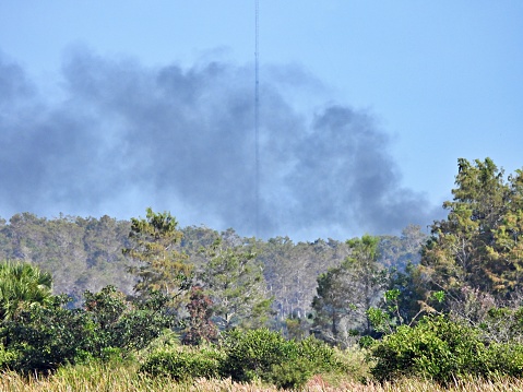 Prescribed fire is used on Florida's Wildlife Management Areas which reduces the risk of uncontrolled wild fires and reduces the buildup of dangerous fuels from overgrown brush and forest litter.