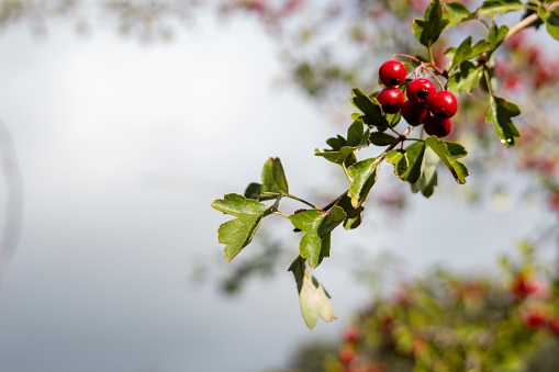 Fruits or berries of hawthorn Crataegus monogyna in a rainy autumn