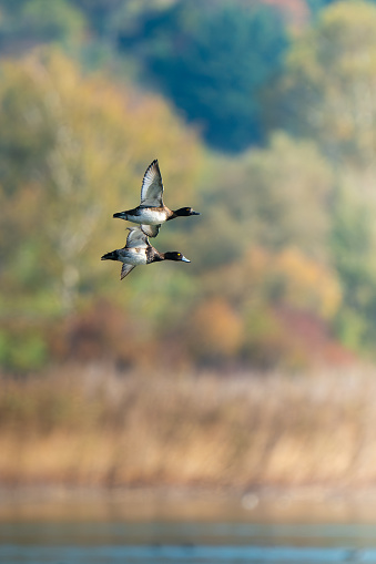 Two male tufted ducks doing a formation fly by in front of a beautiful colored background above the water