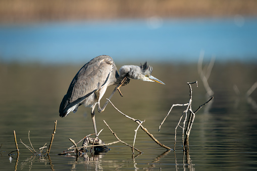 Grey heron scretching itself while standing on a old branch direct above the water surface of a lake.