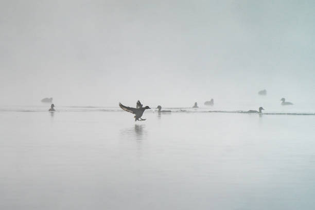 istock Duck lands in the middle of nowhere 1769289535