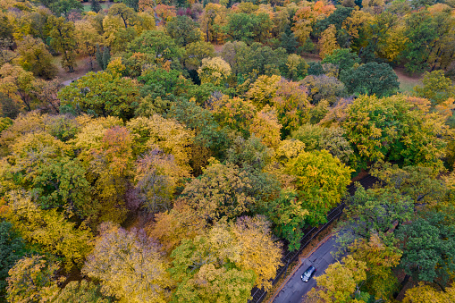 Autumn Scene from Above: A Car on the Road in the Tranquil Ambiance of the Autumn Park