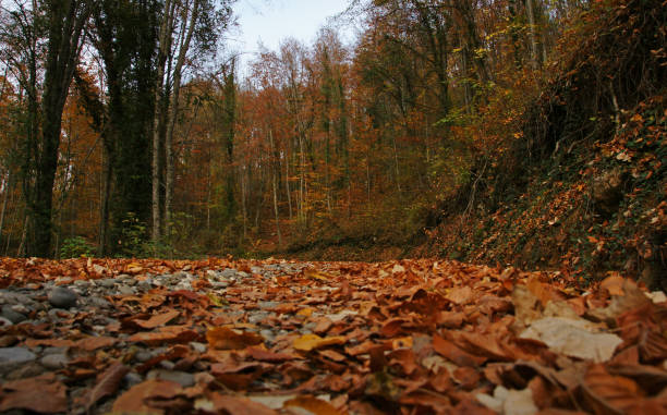 istock Yenice Forests is in Karabuk, Turkey. 1769296091