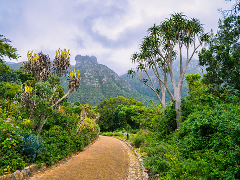 Winding pathway leading to the mountain in Kirstenbosch National Botanical Garden, Cape Town, South Africa