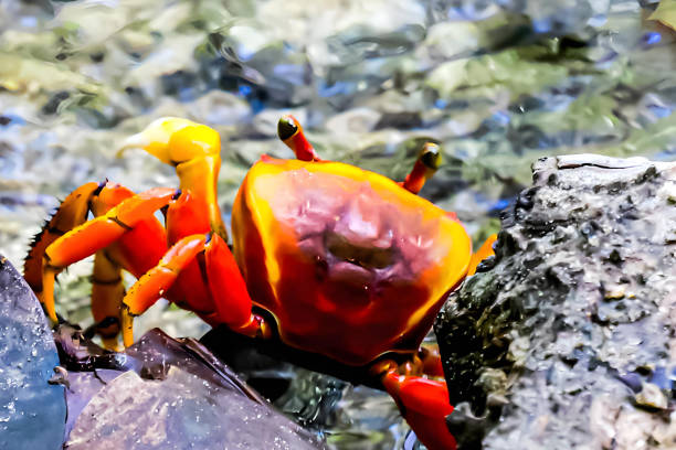 istock The crabs of Martinique 1769313599