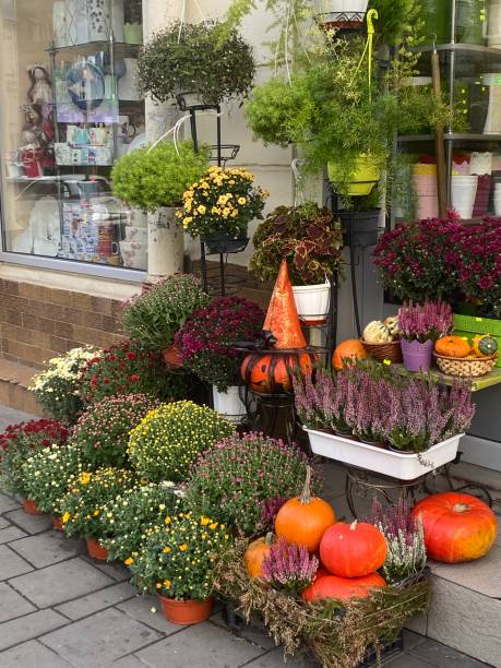 istock pumpkins and flowers on the doorstep 1769314651