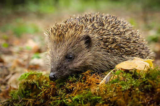 Hedgehog, Scientific name: Erinaceus Europaeus.  Close up of a wild, European hedgehog in Autumn woodland  and foraging on green moss.  Facing left. Copy space.  Horizontal.