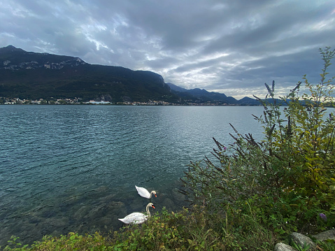 Swan swimming on Lake Como