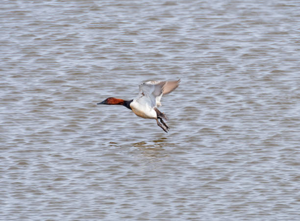 A Canvasback Taking Off A Canvasback Taking Off  From the Mississippi River male north american canvasback duck aythya valisineria stock pictures, royalty-free photos & images