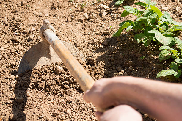 istock hoe in his garden 176932875
