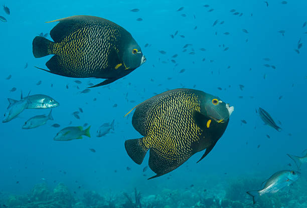 istock Pair of French Angelfish 176932958
