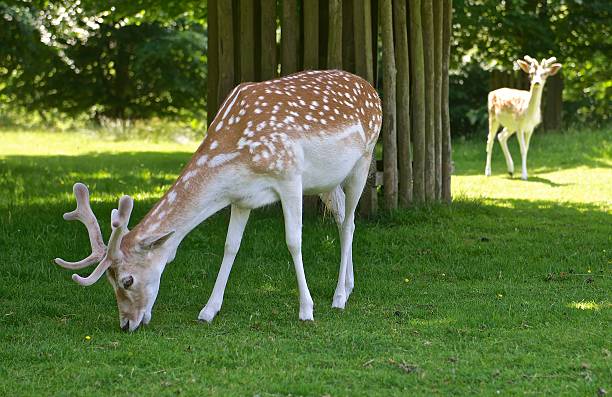 istock Deer and Fawn 176933387