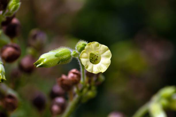 Flower of a strong tobacco, Nicotiana rustica Flower of a strong tobacco plant, Nicotiana rustica nicotiana rustica photos stock pictures, royalty-free photos & images