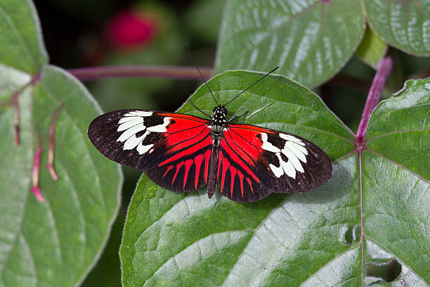 istock Colorful, red, black and white butterfly rests on leaf 176933962