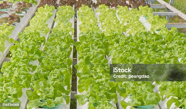 Hidropónica Vegetal Foto de stock y más banco de imágenes de Agricultura - Agricultura, Aire libre, Alimento