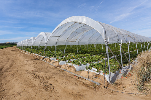Lush, orderly rows of strawberry plants covered with protective tunnels, showcasing the careful cultivation of these delicious fruits, California.