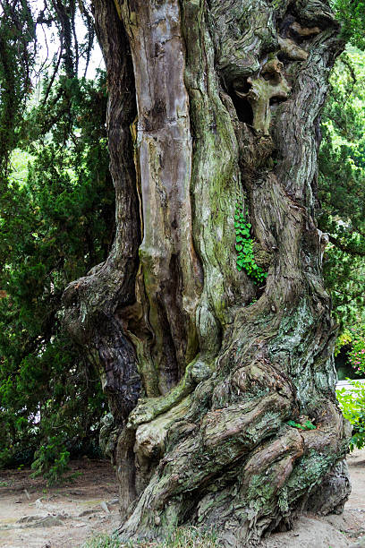 istock Old tree at Kencho temple, Kamagura, Japan. 176934569