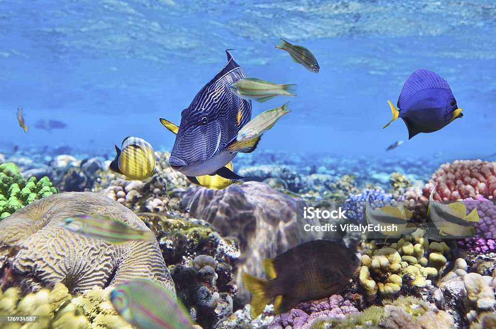 Corallo e pesce nel Mar Rosso. Egitto, Sudafrica. - Foto stock royalty-free di Barriera corallina