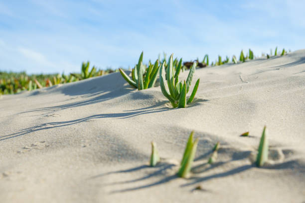 an ice plant on the beach. sand dunes and native plants, california - buz çiçeği stok fotoğraflar ve resimler