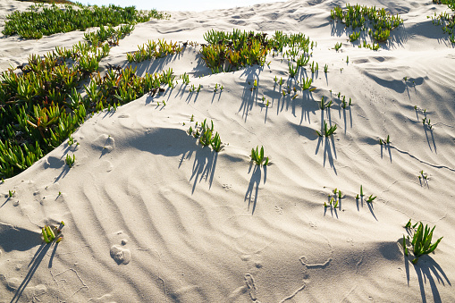 An Ice plant on the beach. Sand dunes and native plants, California Central coast.