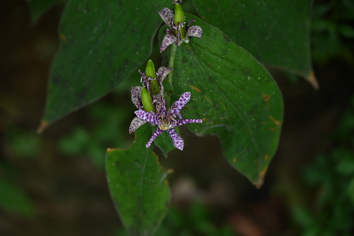 Japanese toad lily ( Tricyrtis hirta ) flowers. Liliaceae perennial plants. Purple spotted flowers bloom upwards from August to October.