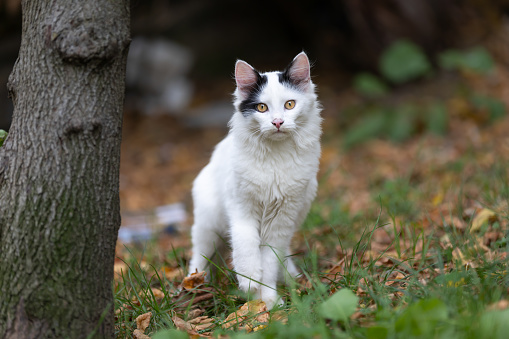White stray cat is standing on the grass in nature.