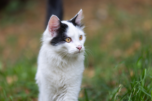White stray cat is standing on the grass in nature.
