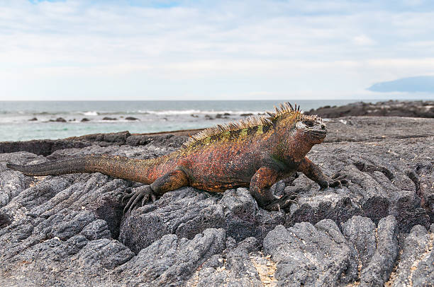 istock Red male marine Galapagos iguana 176936421