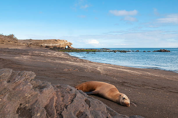 istock Bartolome island galapagos with sleeping sealion. 176936423