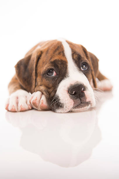 istock Cute puppy laying down and watching 176936456