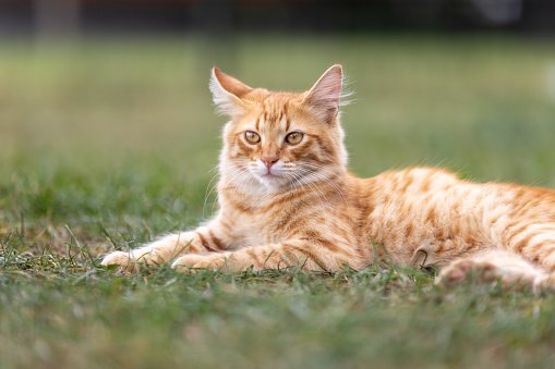 Ginger stray kitten is lying on the grass in nature.