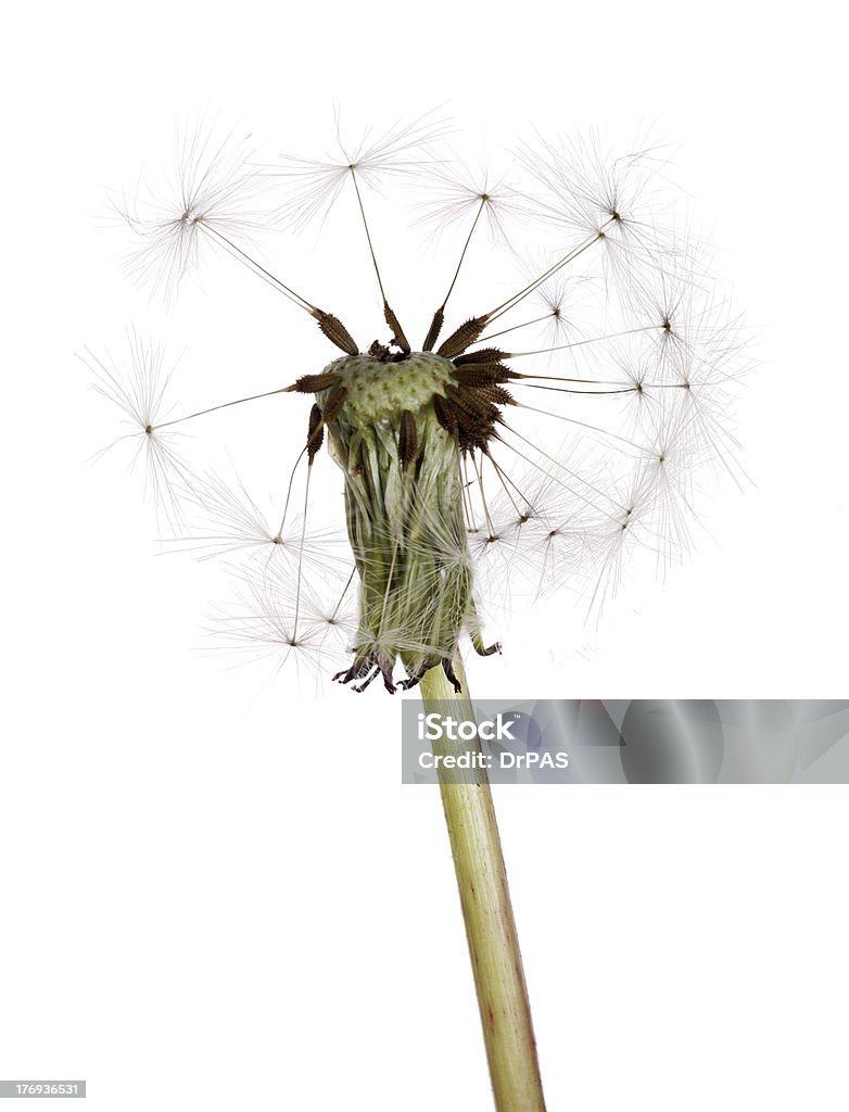 Последний семена на белый Одуванчик plant - Стоковые фото Без людей роялти-фри