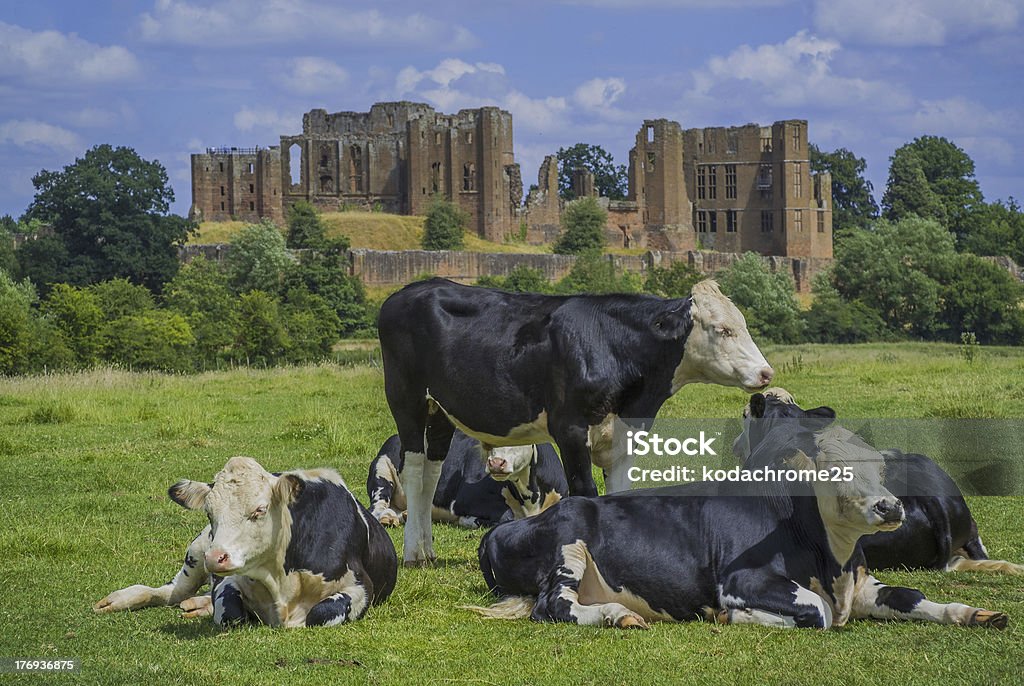 cattle a herd of dairy cattle with a castle behind Kenilworth Castle Stock Photo