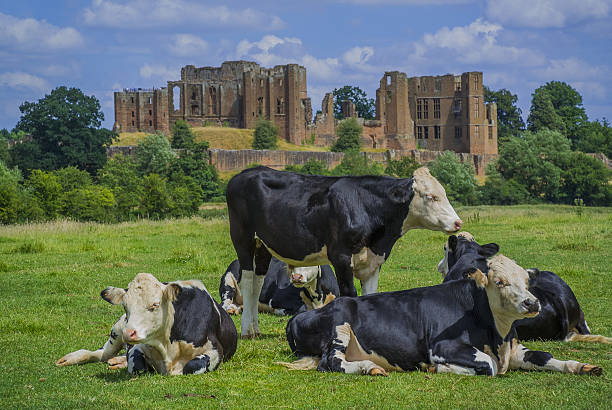 cattle a herd of dairy cattle with a castle behind kenilworth castle stock pictures, royalty-free photos & images