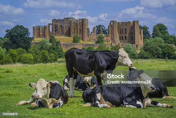 Cattle Stock Photo - Download Image Now - Kenilworth Castle, Agricultural Field, Agriculture