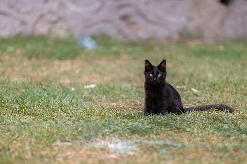 Black stray kitten is sitting on the grass.