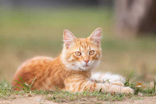 Ginger stray kitten is lying on the grass in nature.