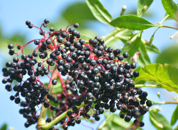 istock Bunch of elderberries with ripe berries 1769370527