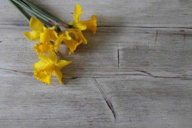 Yellow daffodil isolated on a wooden background.