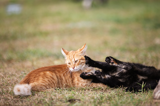 Two stray kittens are playing on the grass.