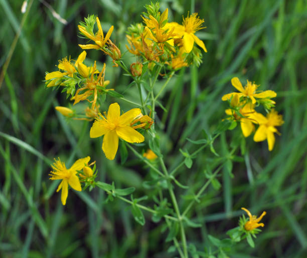 istock In the wild bloom St. John's wort (hypericum perforatum) 1769372288