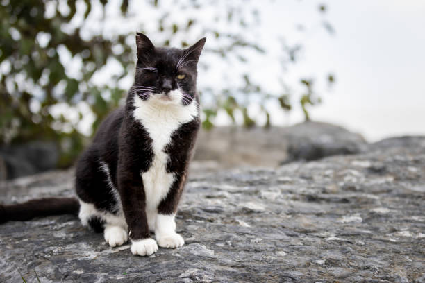 istock Black stray cat with wounded eye. 1769372311